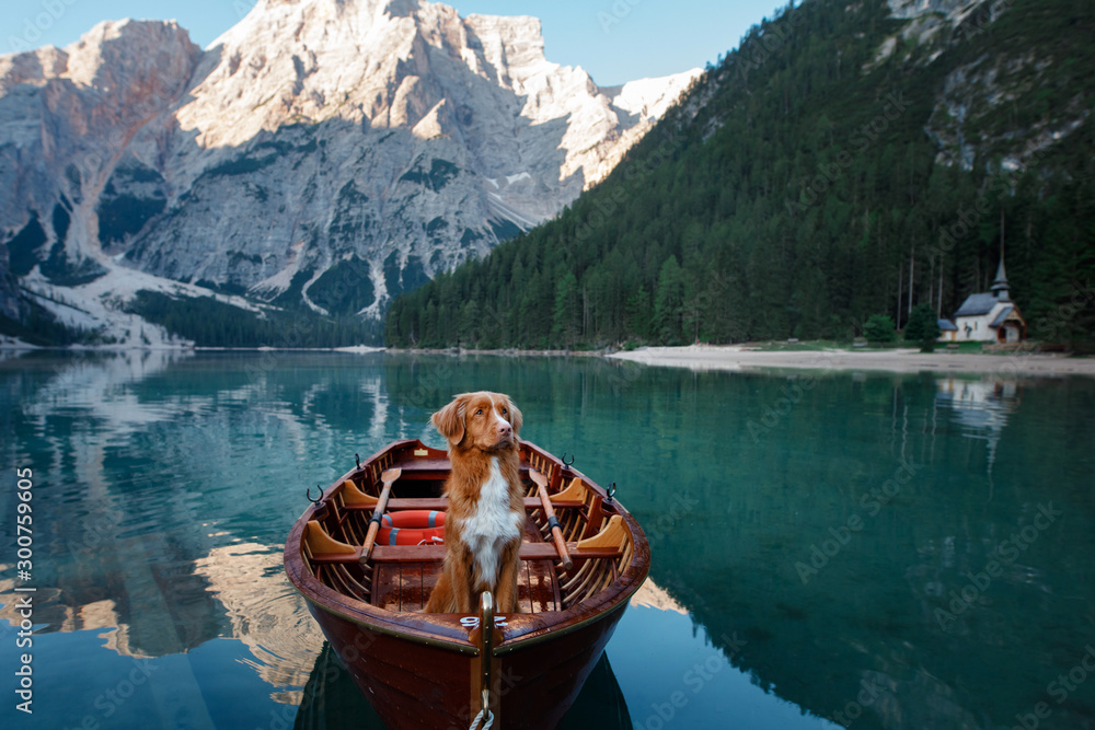 Nova Scotia Duck Tolling Retriever at the Lake Braies mountain lake in Italy. hiking and traveling with a dog.