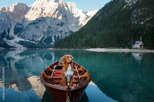 Fototapeta Naklejka Na Ścianę i Meble -  Nova Scotia Duck Tolling Retriever at the Lake Braies mountain lake in Italy. hiking and traveling with a dog.