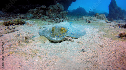 Egypt - Red Sea - Bluespotted ribbontail ray (Taeniura lymma)