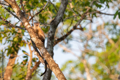 Wild Brown Capuchin Monkeys tree  climber 