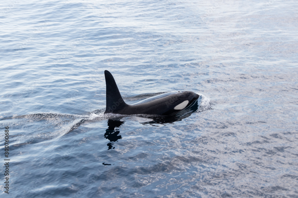 Fototapeta premium Schwertwal bei Andenes Norwegen