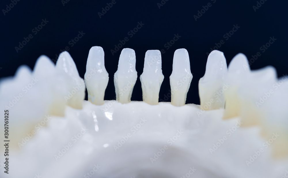 Lower human jaw with teeth anatomy model Lower human jaw with teeth anatomy model