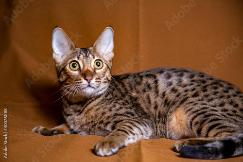 Large kitten breed Savannah, close-up.
