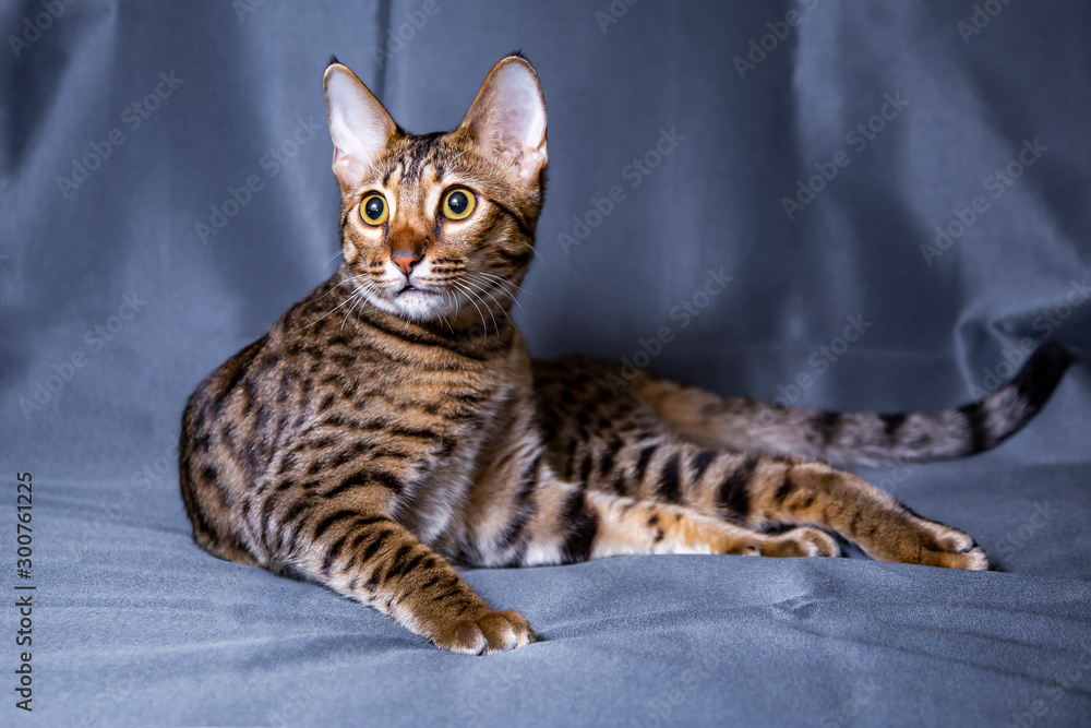 Large kitten breed Savannah, close-up.