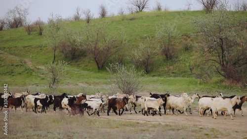 Wallpaper Mural Shepherd moves herd of domestic goats Torontodigital.ca