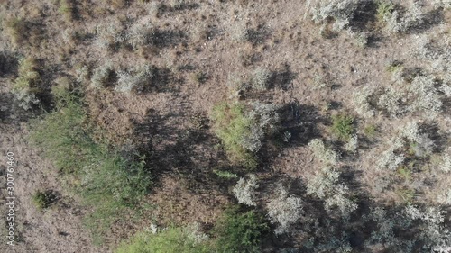 Wallpaper Mural Flying over Texas Brush, Downward view of desert. Aerial Torontodigital.ca