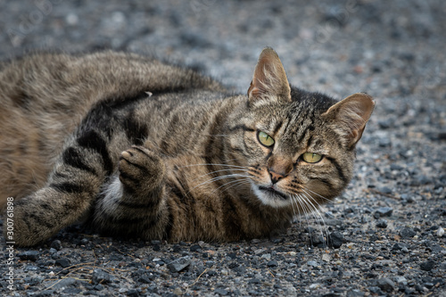 A tabby cat lying on the ground