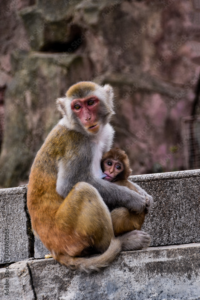 Naklejka premium Mother monkey feeding a baby monkey
