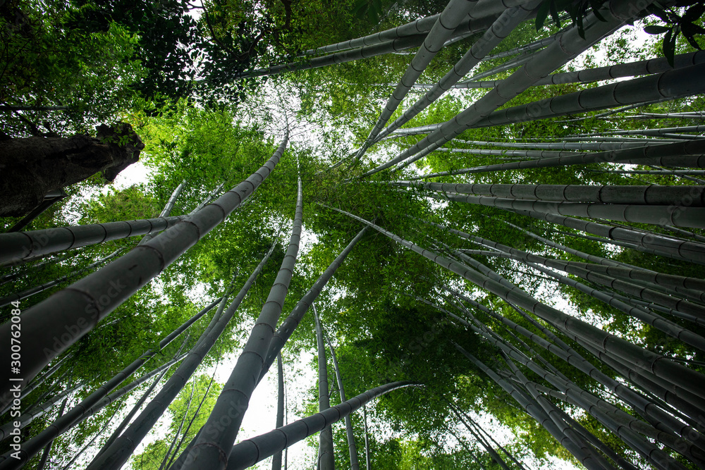 Bamboo Forest of Kamakura, Japan Bamboo Forest of Kamakura, Japan