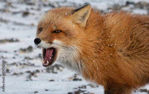 Red Fox Growl