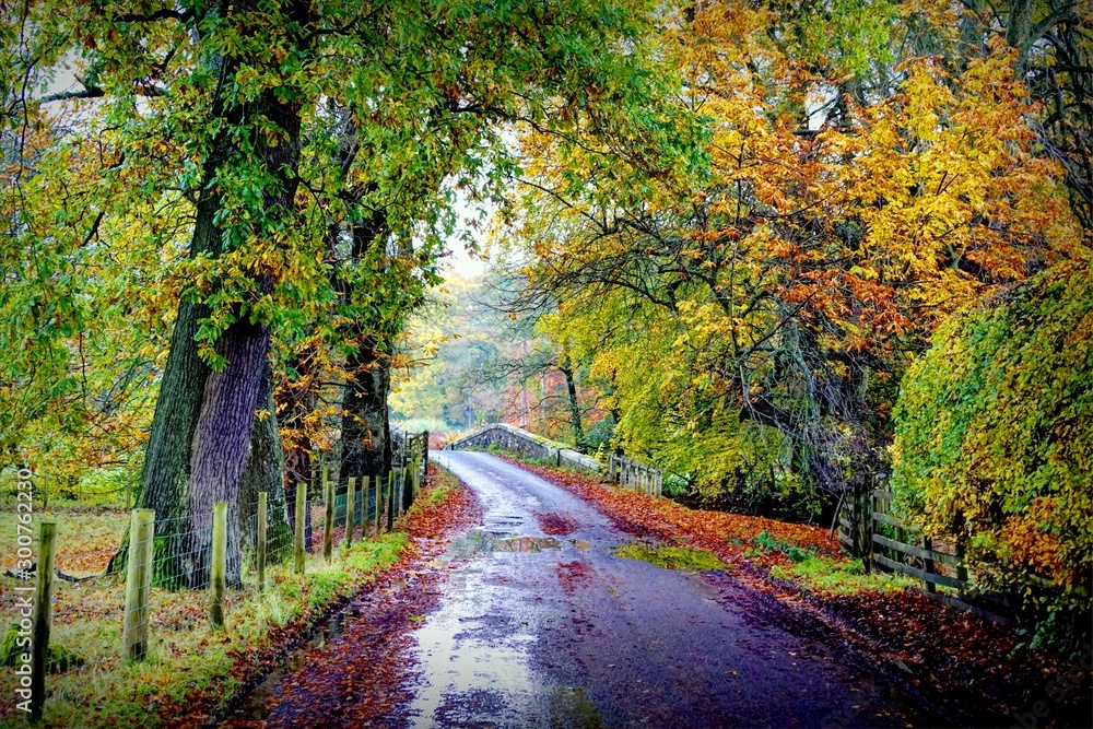 Fototapeta premium Autumn Lane