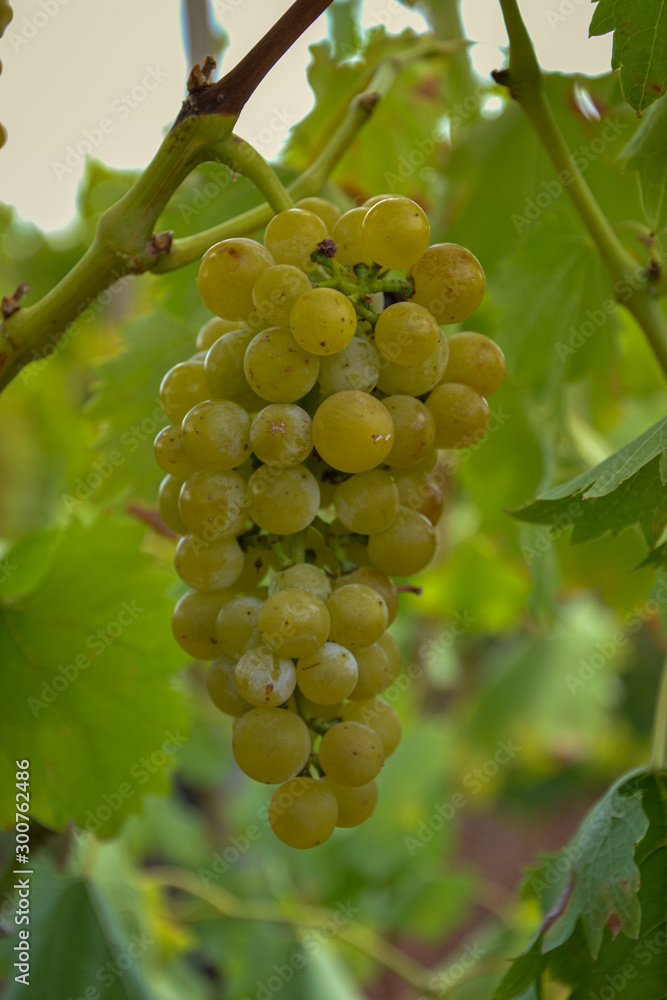 Vendimia uva blanca pugliese Italia