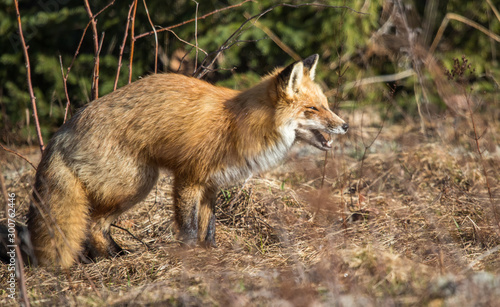 red fox resting in field  © Jen