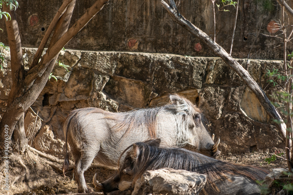 Fototapeta premium Warthogs