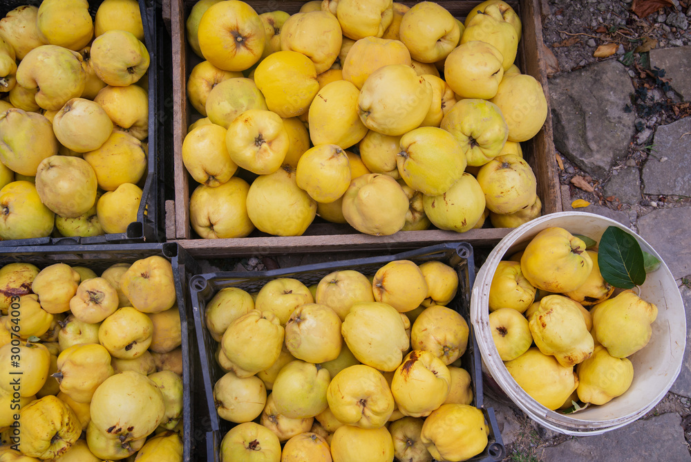 Ripe quinces in boxes Ripe quinces in boxes