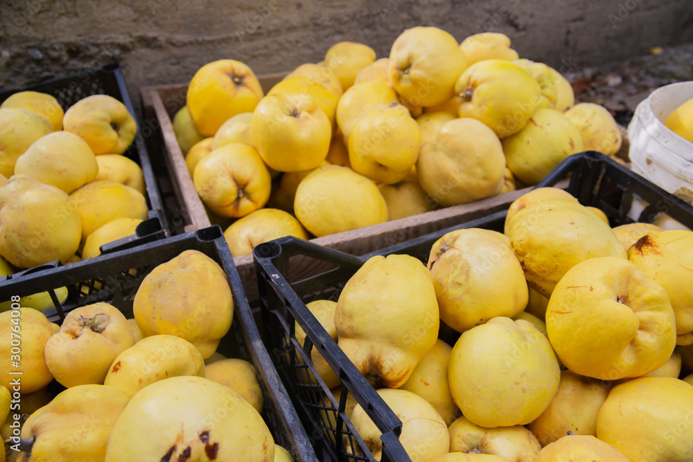 Ripe quinces in boxes