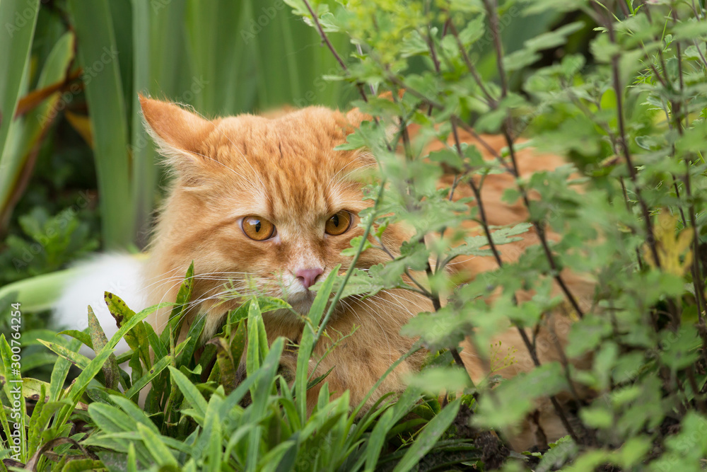 Beautiful red cat with attentive look lies in green grass in garden