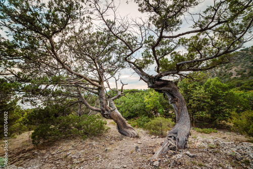 Rocky juniper tree in forest