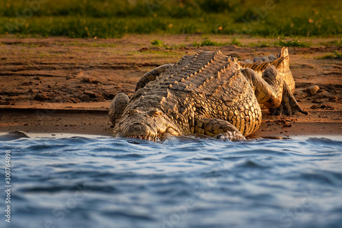 Bild auf Leinwand Nile Crocodile - Crocodylus niloticus large crocodilian native to freshwater hab