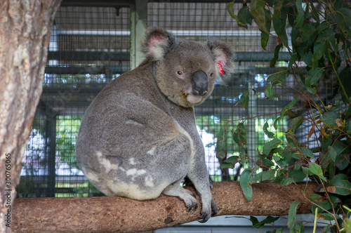 Photography koala