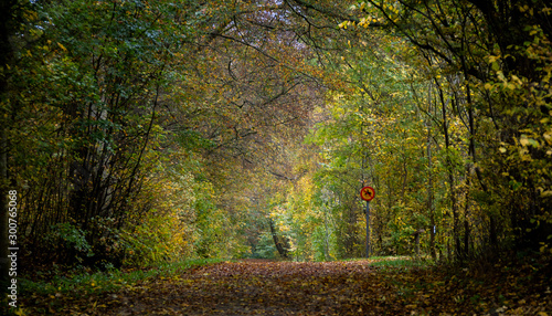 Autumn colors on forest path in the forest of Torup in southern Sweden photo