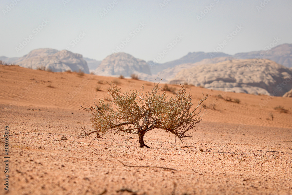 Walking and hiking tours in the Wadi Rum desert, Jordan Walking and hiking tours in the Wadi Rum desert, Jordan