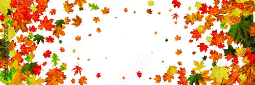 Fall background. Autumn leaves isolated on white. Season concept