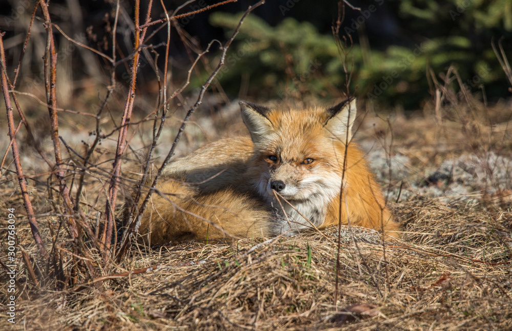Fototapeta premium red fox resting in field 