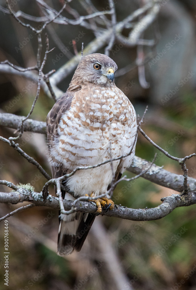 Obraz premium hawk hunting from tree