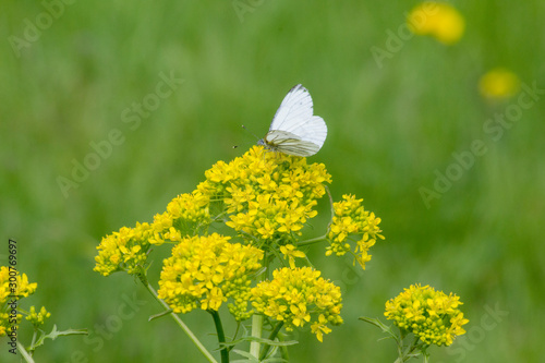 Piéride du navet sur une fleur jaune - Bretagne (2)
