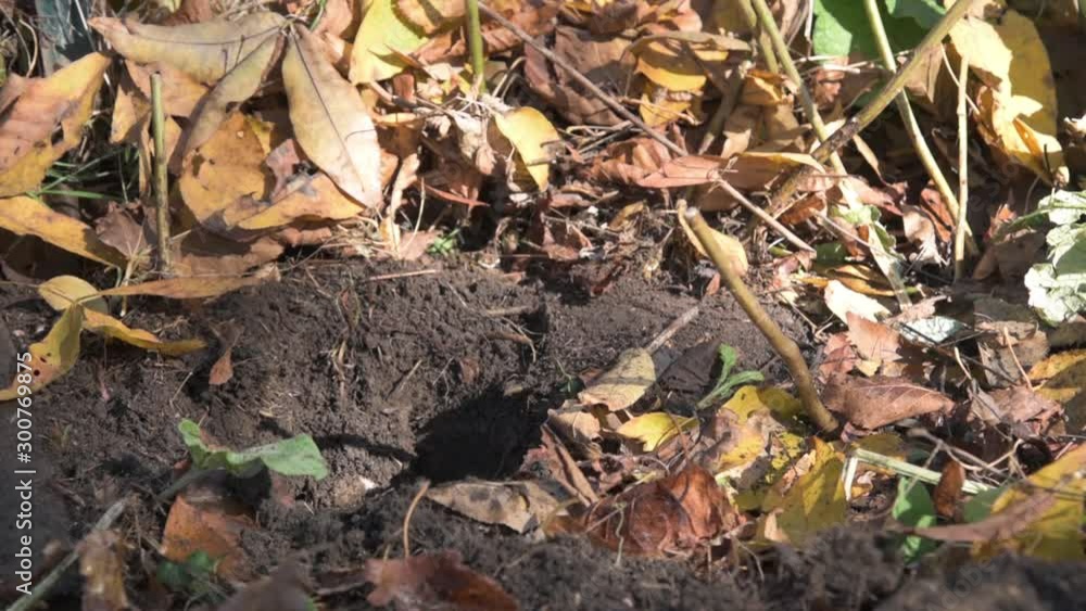Fall Weather Digging for Fence Post 30fps Fall Weather Digging for Fence Post 30fps