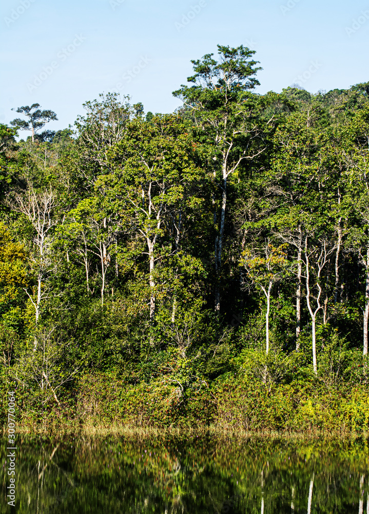 Fototapeta premium forest Khao Yai National Park , Thailand