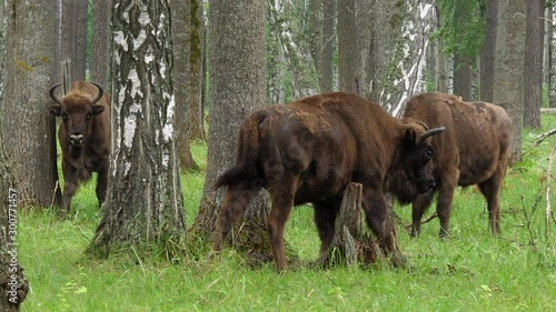 wisent, zubr or aurochs № 11 - a large wild Eurasian ox that was the ancestor of domestic cattle. It was probably exterminated in Britain in the Bronze Age