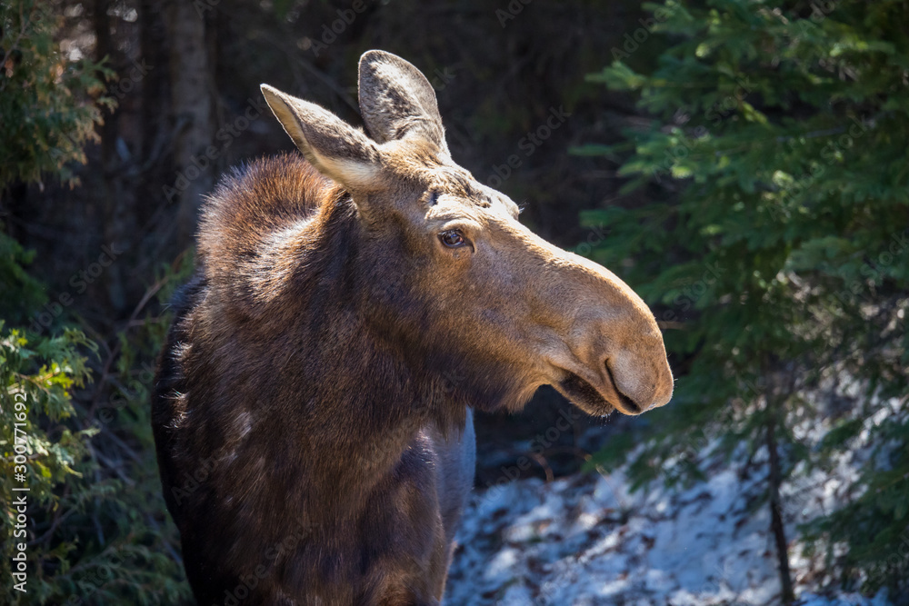 Fototapeta premium moose female with calf