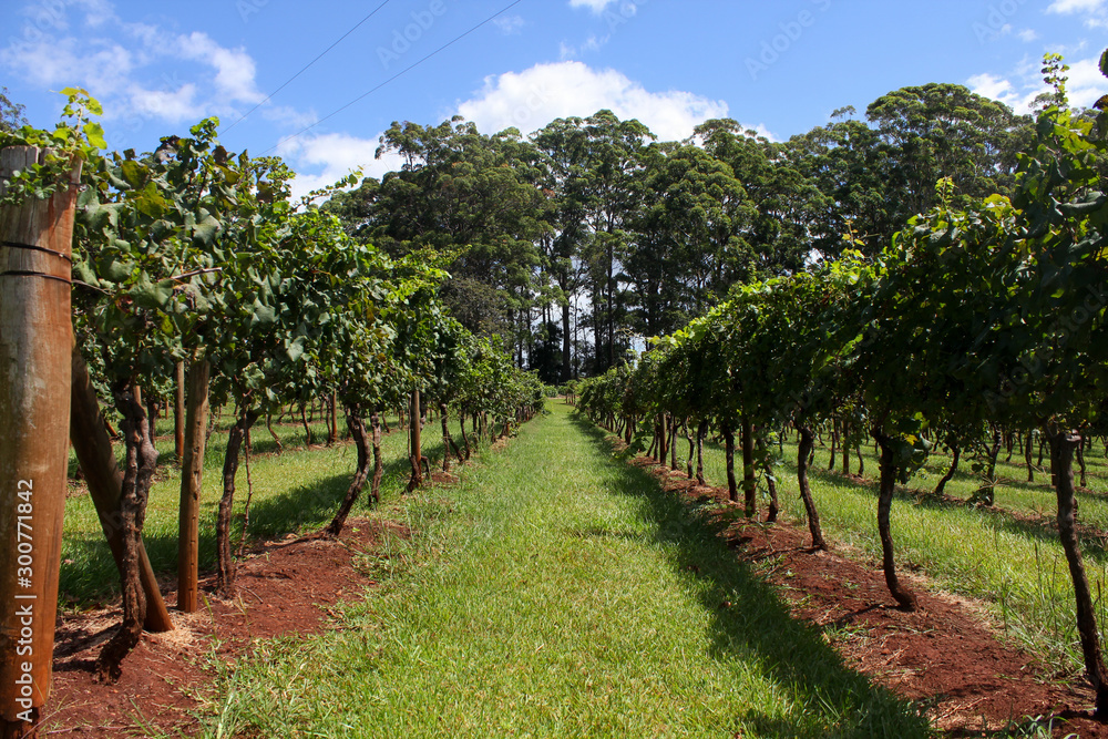 Australian Vineyards Valley at the east coast