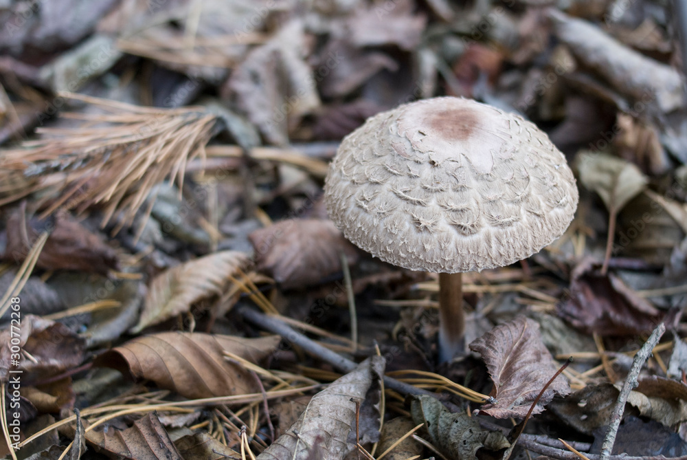 Poisonous mushroom growing in the forest. Inedible mushrooms growing in Central Europe. Autumn season. Poisonous mushroom growing in the forest. Inedible mushrooms growing in Central Europe. Autumn season.