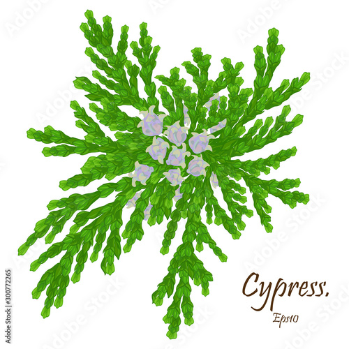 Cypress cedar tree branch. cypress branch with cones. Conifer flower of cypress on green branches. Eps 10