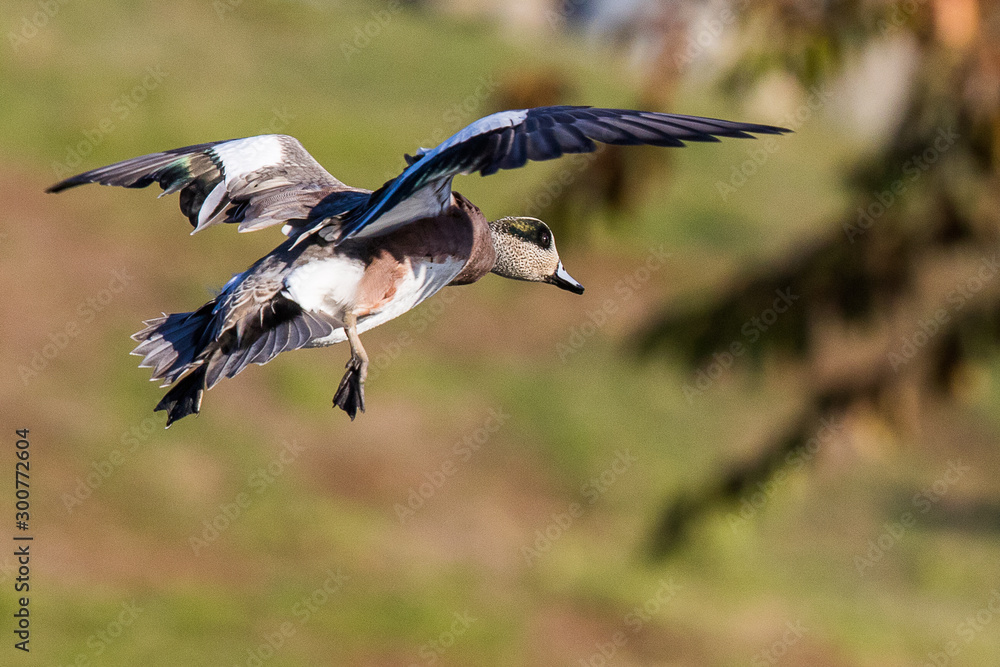 A Drake Widgeon Flaring on Final Approach A Drake Widgeon Flaring on Final Approach