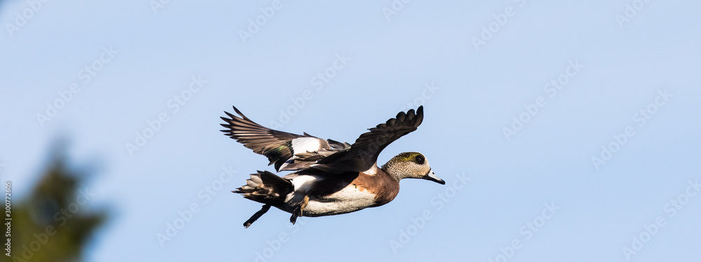 Obraz premium A Drake Widgeon With Feet Down on Final Approach