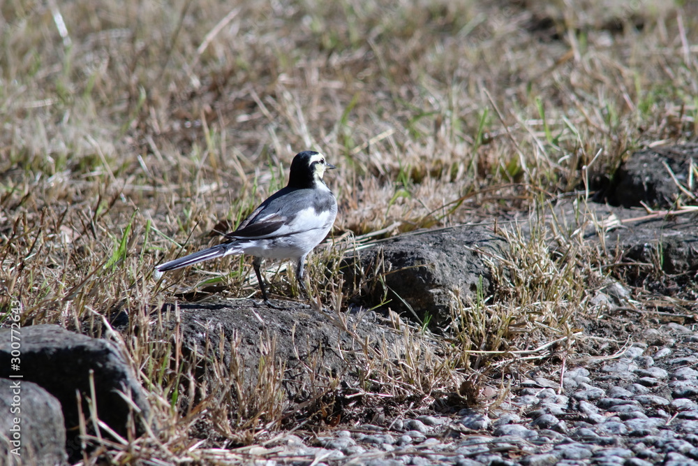white wagtail white wagtail