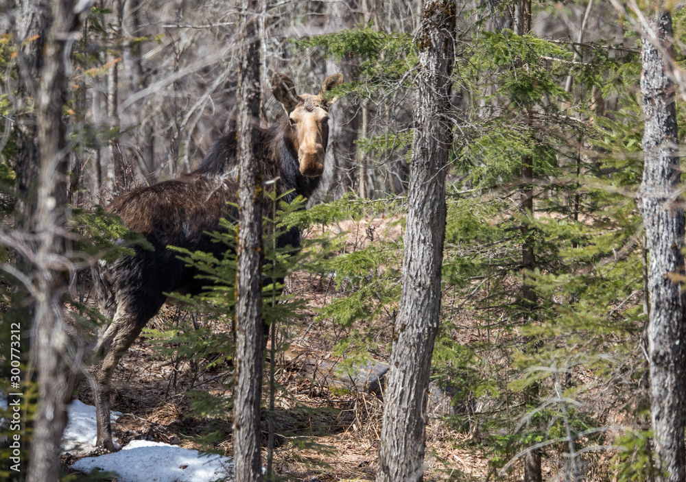 female cow moose hiding in trees female cow moose hiding in trees
