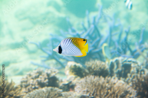 Under water photo, Threadfin Butterflyfish, yellow and white butterfly fish in coral reefs, Tropical ocean, Palau, Pacific