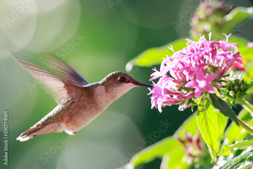 Ruby-throated hummingbird feeder backyard home 