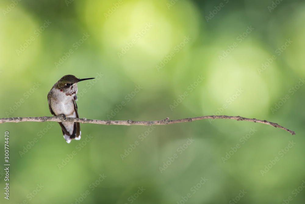 Fototapeta premium Ruby-throated hummingbird feeder backyard home