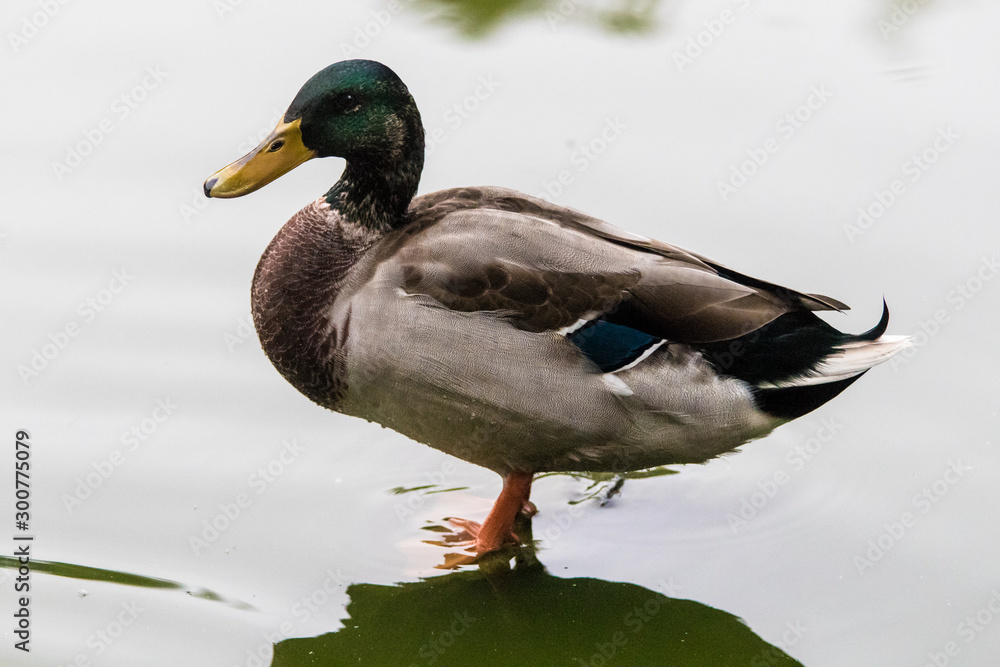 Single wild duck ((Anas platyrhynchos) standing in the water Single wild duck ((Anas platyrhynchos) standing in the water