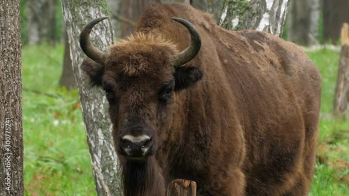 wisent, zubr or aurochs № 5 - a large wild Eurasian ox that was the ancestor of domestic cattle. It was probably exterminated in Britain in the Bronze Age