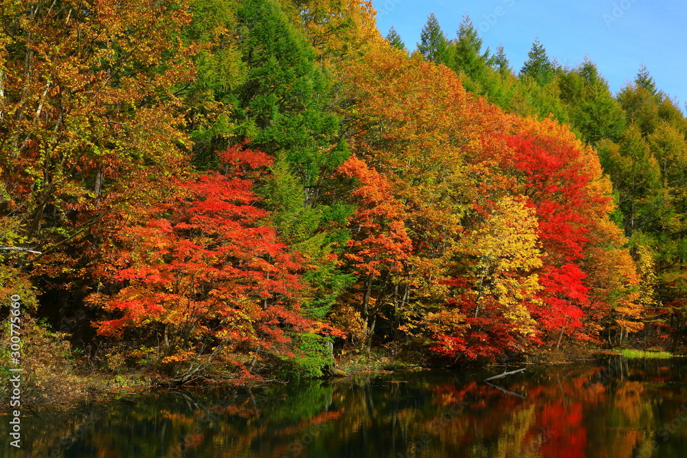 紅葉の八幡平