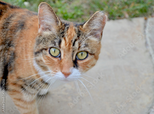 Beautiful orange, black and white feral cat with a clipped ear. Close up. Portrait. Copy space.