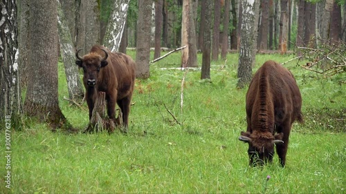 wisent, zubr or aurochs №2- a large wild Eurasian ox that was the ancestor of domestic cattle. It was probably exterminated in Britain in the Bronze Age
