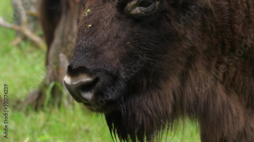 wisent, zubr or aurochs №1 - a large wild Eurasian ox that was the ancestor of domestic cattle. It was probably exterminated in Britain in the Bronze Age